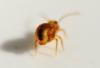 Dicyrtomina ornata